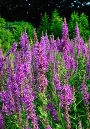 LYTHRUM salicaria Robert